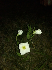 Oenothera centaurifolia