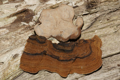 Xylobolus subpileatus