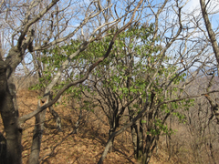 Euonymus hamiltonianus