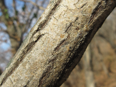 Euonymus hamiltonianus