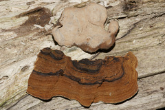 Xylobolus subpileatus