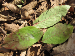 Euonymus hamiltonianus