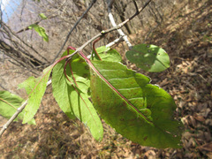 Euonymus hamiltonianus