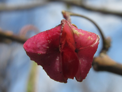 Euonymus hamiltonianus