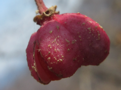 Euonymus hamiltonianus