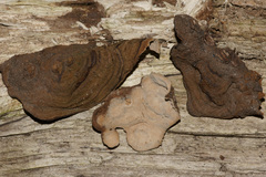 Xylobolus subpileatus