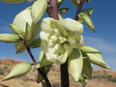Yucca utahensis