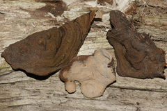 Xylobolus subpileatus