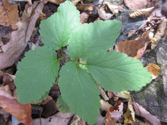 Cardamine leucantha