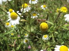 Cosmoclopius nigroannulatus