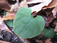 Trigonotis radicans sericea