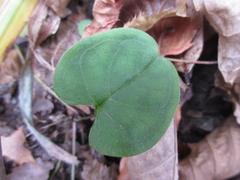 Trigonotis radicans sericea