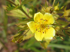 Potentilla chinensis