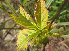 Potentilla chinensis