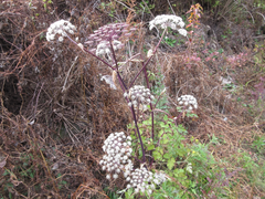 Angelica dahurica