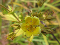 Potentilla chinensis