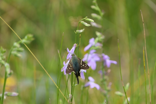 Lobelia glandulosa image