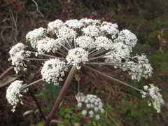 Angelica dahurica