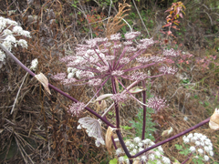 Angelica dahurica