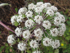 Angelica dahurica