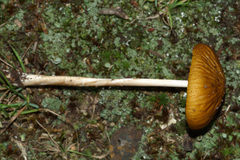Hymenopellis sinapicolor