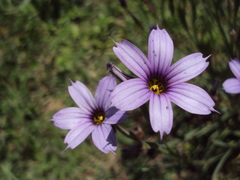 Sisyrinchium platense
