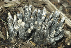 Xylaria cornu-damae