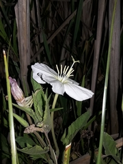 Oenothera centaurifolia