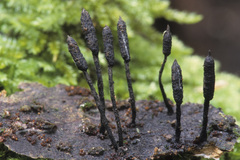 Xylaria apiculata