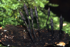 Xylaria apiculata
