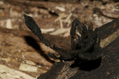 Xylaria multiplex