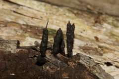 Xylaria multiplex