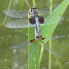 Celithemis martha
