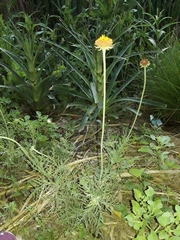 Gaillardia megapotamica