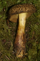 Xerocomellus rainisiae
