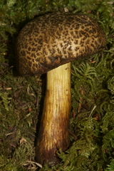 Xerocomellus rainisiae