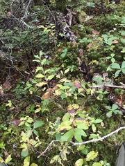 Vaccinium myrtilloides image