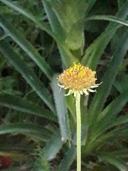 Gaillardia megapotamica