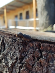 Bostrychopsis jesuita