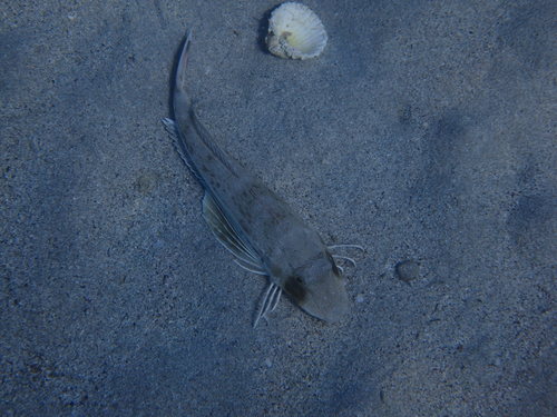 Rode poon (Chelidonichthys lucerna) — Triglidae — 3