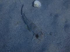 Chelidonichthys lucerna