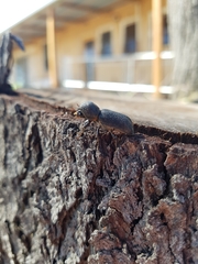 Bostrychopsis jesuita