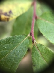 Vaccinium myrtilloides image