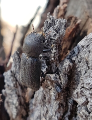 Bostrychopsis jesuita