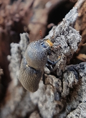 Bostrychopsis jesuita