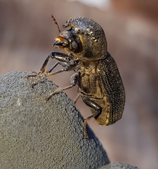 Bostrychopsis jesuita