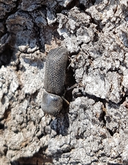 Bostrychopsis jesuita