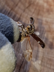 Bostrychopsis jesuita