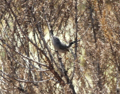 Polioptila californica