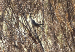 Polioptila californica